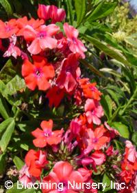 Phlox paniculata 'Prince of Orange'